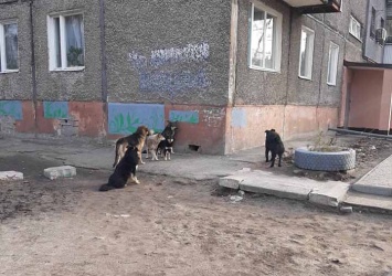 В Днепре обнаружена стая нечипированных собак: ждем «Зооконтроль»