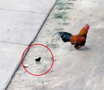 Вьетнамец снял на видео петуха, убегавшего от цыпленка