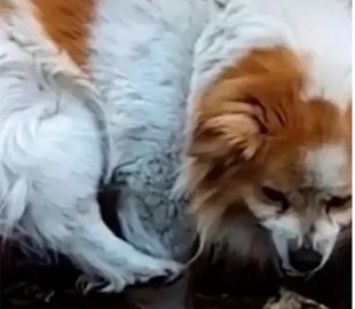 Загадочный пес попал на видео и озадачил Сеть своим поведением
