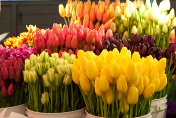 Во сколько обойдутся цветы на рынках Днепра к 8 марта