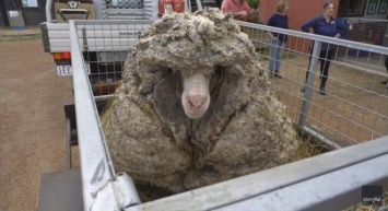 Без такого «багажа» легче: в Австралии с «гулявшей» несколько лет овцы состригли 35 кг шерсти (ВИДЕО)
