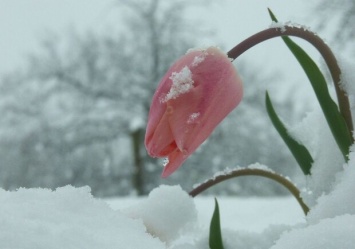 Дождь и снег: какой будет погода в Харькове 8 марта