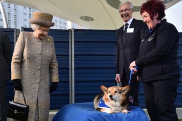 Для Королевы Великобритании купили щенка корги более чем за 3500 долларов