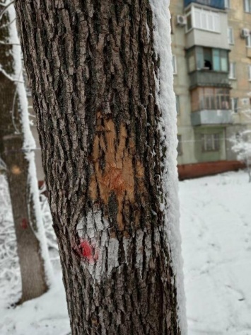 Почему "волонтерам" запретили рубить деревья в Мариуполе, - ФОТО