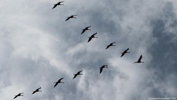 В Днепропетровской области ухудшились условия для миграции птиц