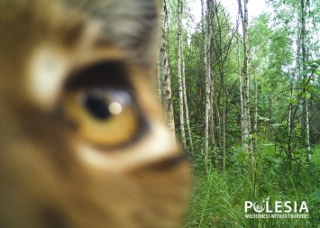 Чей "глаз" там подмигивает? Появились снимки животных, которые рассматривают фотоловушки в Чернобыльском заповеднике (ФОТО)