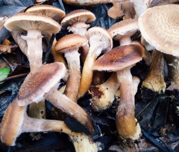 В Верхнеднепровске обнаружены уникальные грибы-долгожители