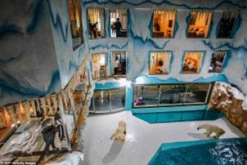 В Китае заработал отель, где круглосуточно постояльцы могут смотреть на белых медведей. Зоозащитники возмущены (ФОТО)
