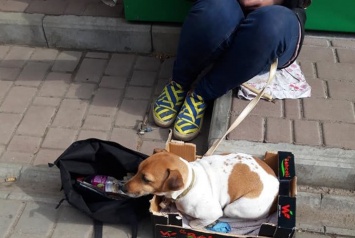 Одесситка подралась с попрошайками из-за собаки, украденной под Херсоном (ВИДЕО)