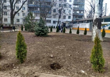 Соседи устроили облаву: в Одессе мужчина украл десяток туй