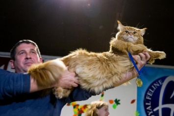 Самый толстый в Украине: сумел ли кот Кекс из Днепра сохранить свой титул