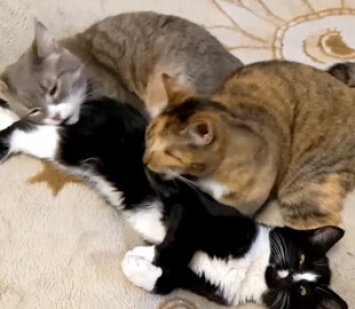 Кот устроил отдых в окружении двух пушистых подруг