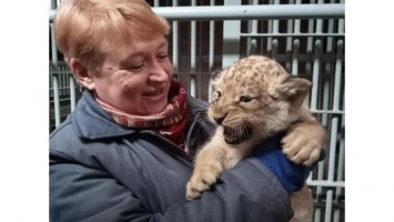 В Николаевском зоопарке показали новорожденных львят, их впервые осматривали ветеринары