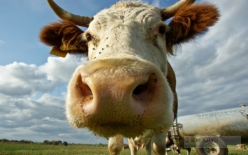 Разработана диета для коров, которая остановит глобальное потепление