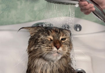 Кота не искупаешь: часть Запорожья останется без воды (адреса)