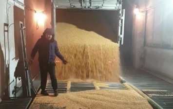 НАБУ предотвратило хищение сотен тонн зерна