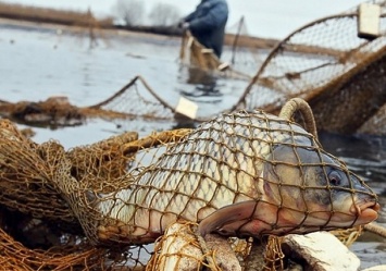 В Приморском районе браконьеры наловили рыбы на 104 тысячи: их будут судить