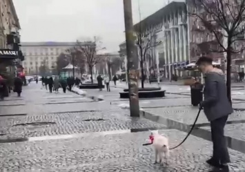 Держал на поводке: на Европейской площади парень гулял с козленком