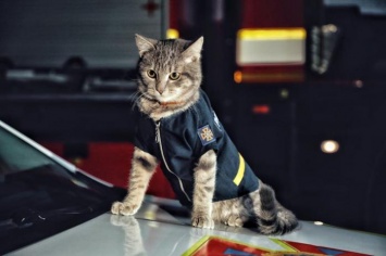 Кот-спасатель в спецформе появился в столичной ГСЧС (ФОТО)