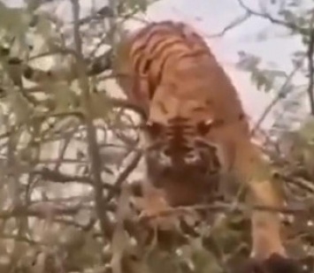 Тигр устроил на дереве охоту за обезьяной, но что-то пошло не так