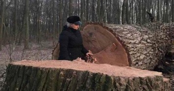 Неизвестные незаконно вырубили 17 столетних дубов в Голосеевском парке Киева (ФОТО)