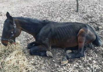 В парке "Мамаева слобода" скончался конь: подозревают, что из-за голода