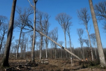 Для восстановления Нотр-Дама во Франции срезают 200-летние дубы