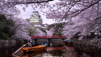 Цветение сакуры в Японии началось рекордно рано в этом году