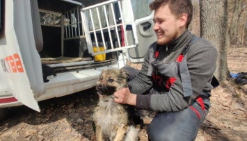 На Харьковщине спасли собаку, которая неделю пробыла на льдине