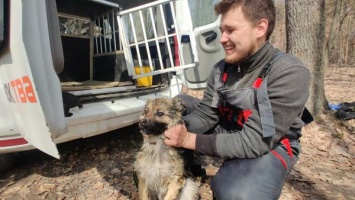 Под Харьковом спасли пса, который неделю плавал на льдине