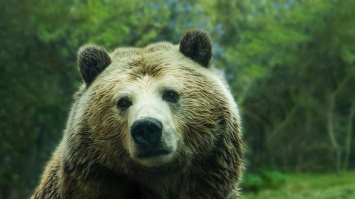 В Пиренеях родилось рекордное количество бурых медведей