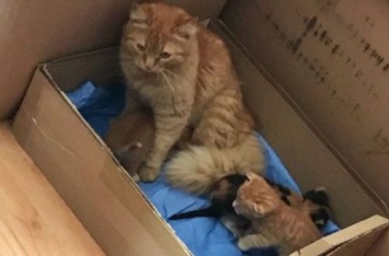 Кошка принесла врачам своих малышей: такого материнского подвига от нее никто не ожидал. ВИДЕО