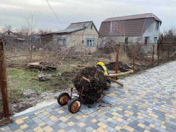 Дачники Днепра коллективно решили спасти старую шелковицу: дерево пересадили от ЛЭП