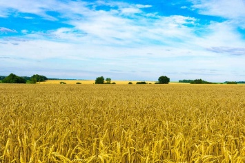 Эксперт назвала причины падения цен на украинскую пшеницу