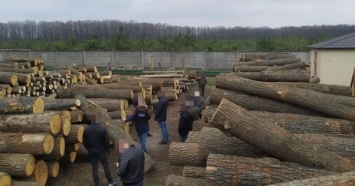 СБУ прикрыла канал нелегального экспорта древесины в ЕС (ФОТО, ВИДЕО)