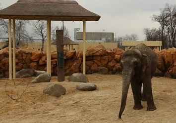 За 42 миллиона: в харьковском зоопарке слонов переселили в новый вольер