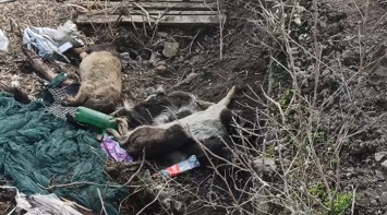 Свиньи бегают по трупам: под Киевом заметили огромную свалку, видео