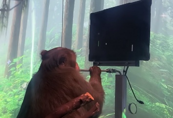 Стартап Илона Маска показал обезьяну, играющую в виртуальный пинг-понг "силой мысли"