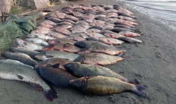 В Запорожской области браконьер выловил из водохранилища 80 килограммов рыбы
