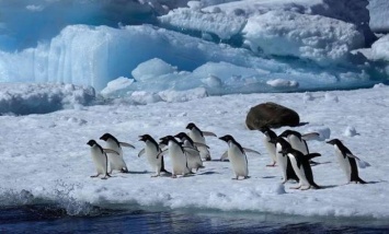 Предсказали неизбежную катастрофу Антарктике