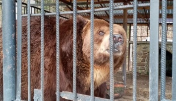 На Прикарпатье медведя Юру из туристического центра передадут в приют «Домажир»