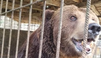 В центр реабилитации на Закарпатье привезли медведя Юру из Косова