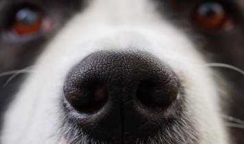Ученые подтвердили, что собаки могут ревновать хозяина