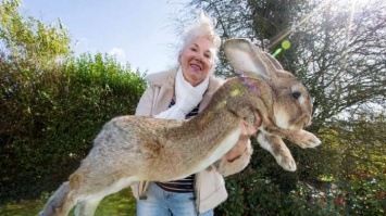 Самого большого кролика в мире украли в Великобритании (видео)