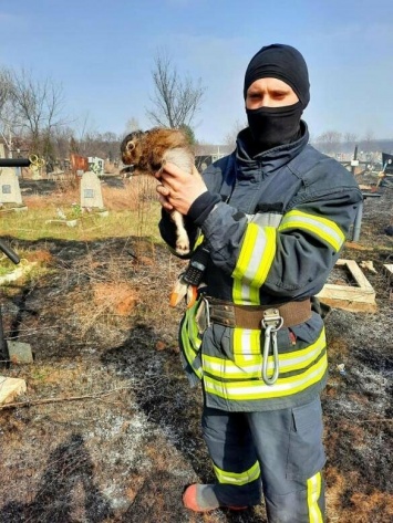 В Харькове бойцы ГСЧС спасли зайца во время пожара, - ФОТО