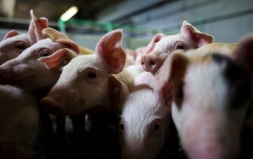 На Буковине уничтожат более 20 тысяч свиней
