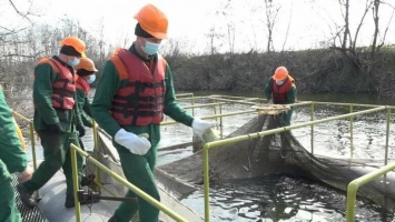 В пруд-охладитель Запорожской АЭС выпустили 45 000 мальков черного амура