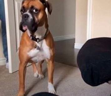 Хозяин решил поиграть с псом в прятки и прославился в интернете