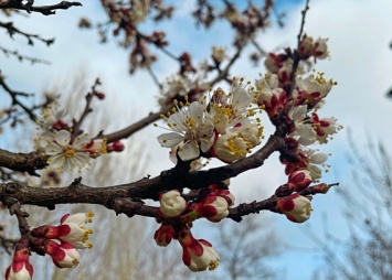 В Николаеве расцвели абрикосы и городские цветы, но тепла мало