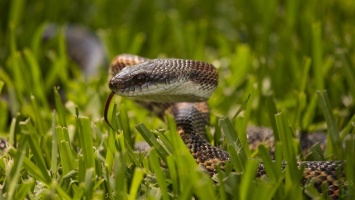 В Никополе и районе просыпаются змеи: как уберечься и что делать после укуса